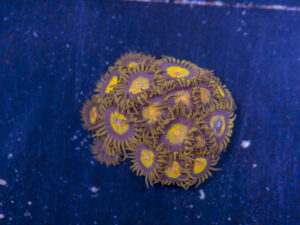 Zoanthids - King Midas