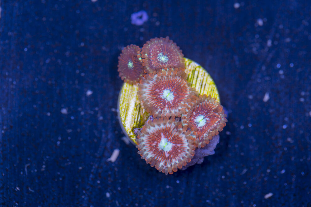 Zoanthids - Magician