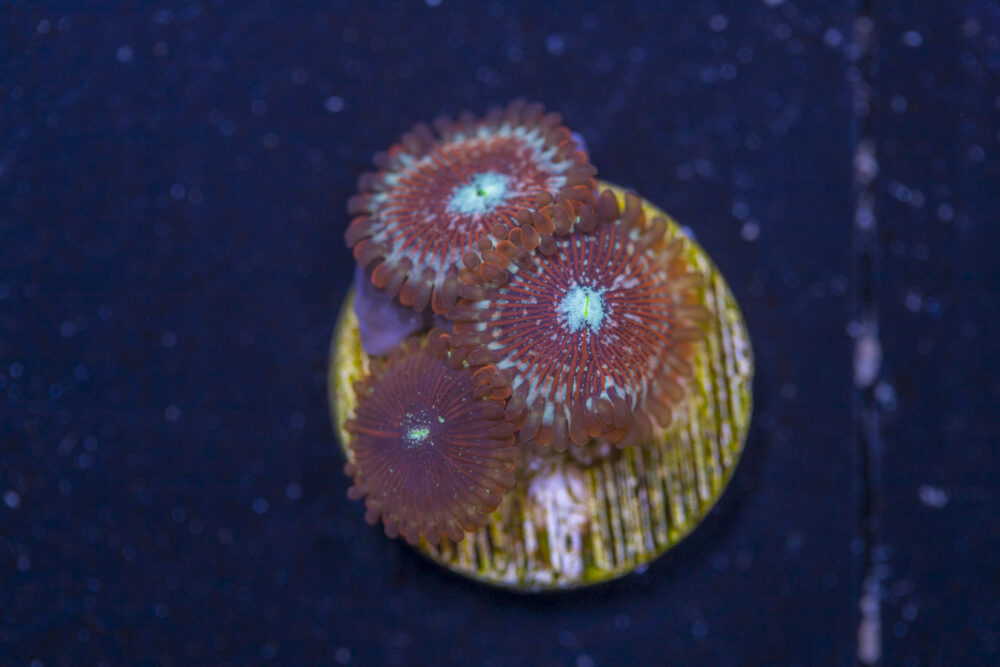 Zoanthids - Magician