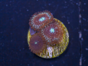 Zoanthids - Magician