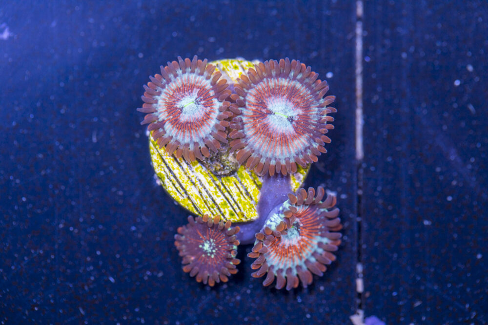 Zoanthids - Magician