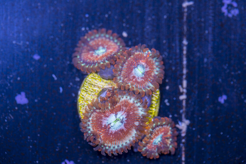 Zoanthids - Magician