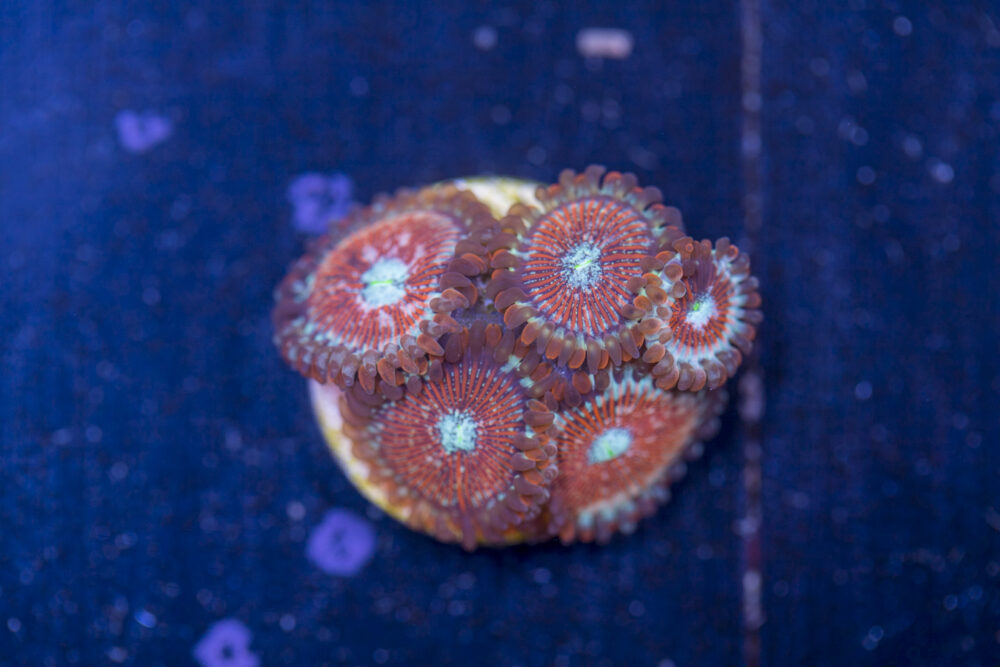 Zoanthids - Magician
