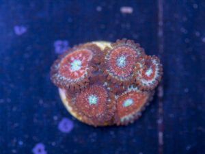 Zoanthids - Magician