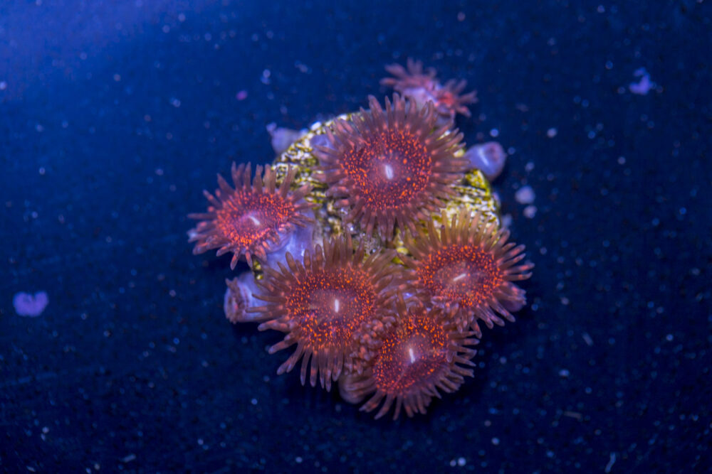 Zoanthids - Darth Maul