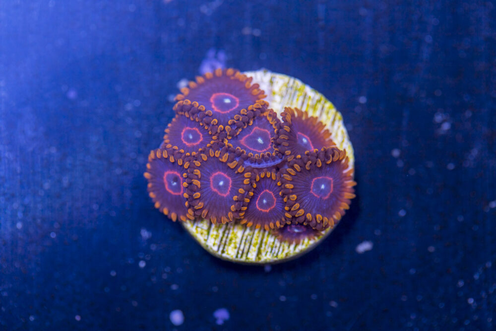 Zoanthids - Red Hornet