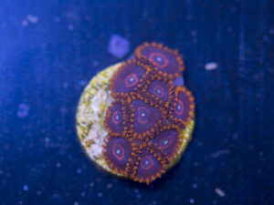 Zoanthids - Red Hornet