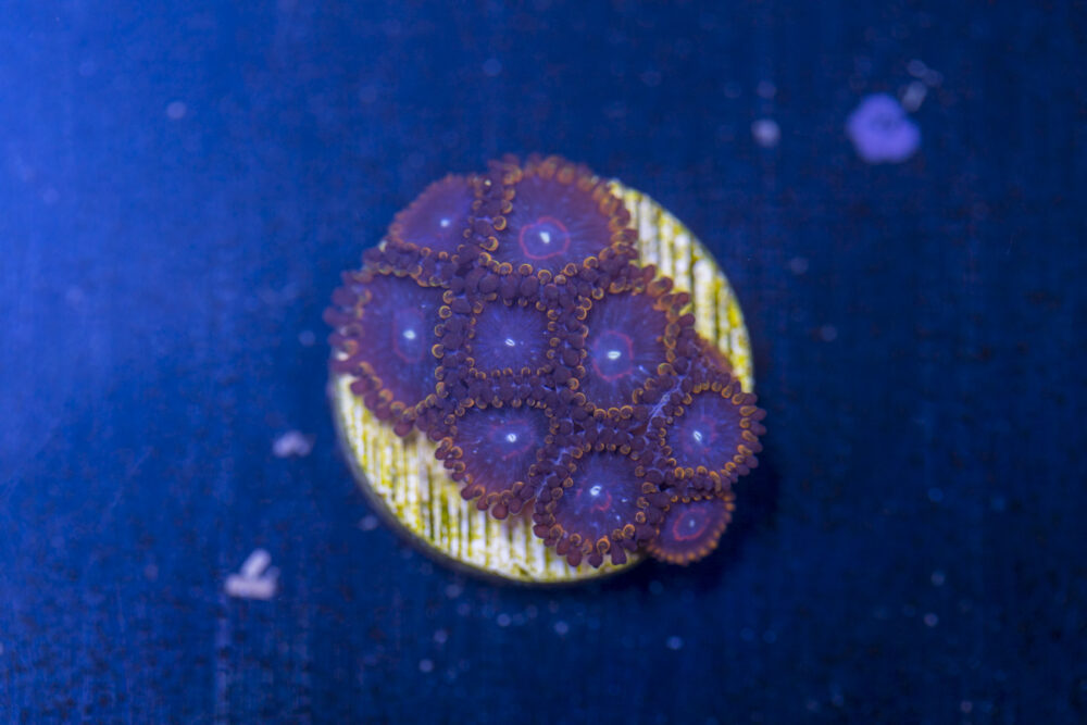 Zoanthids - Red Hornet