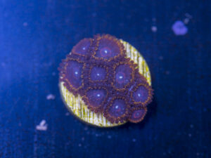 Zoanthids - Red Hornet