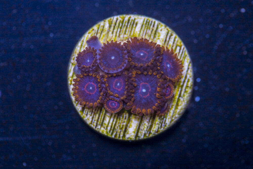 Zoanthids - Red Hornet