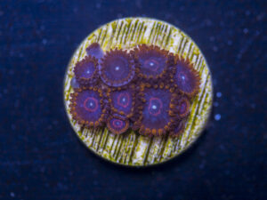 Zoanthids - Red Hornet