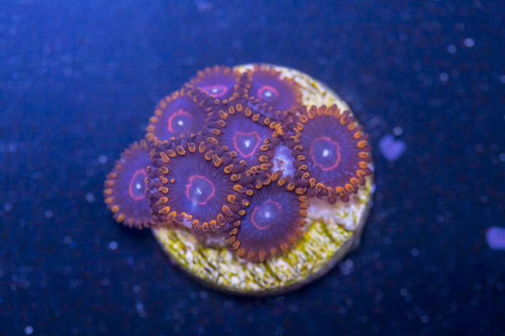 Zoanthids - Red Hornet