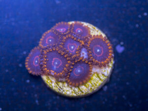 Zoanthids - Red Hornet