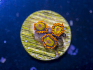 Zoanthids - Mandarin Orange