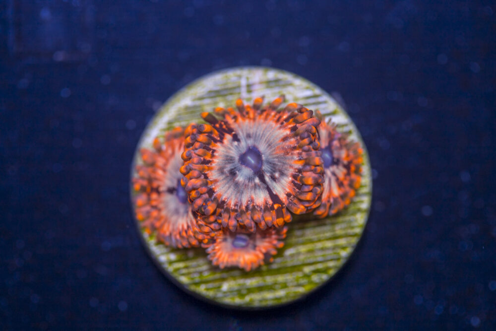 Zoanthids - Utter Chaos