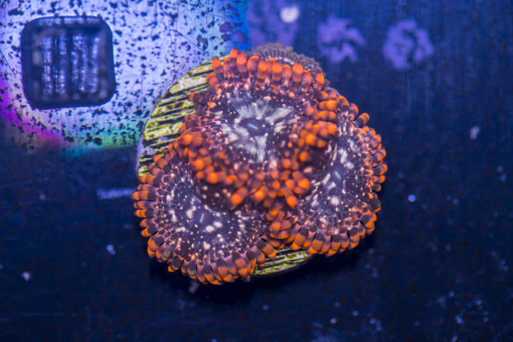 Zoanthids - Utter Chaos