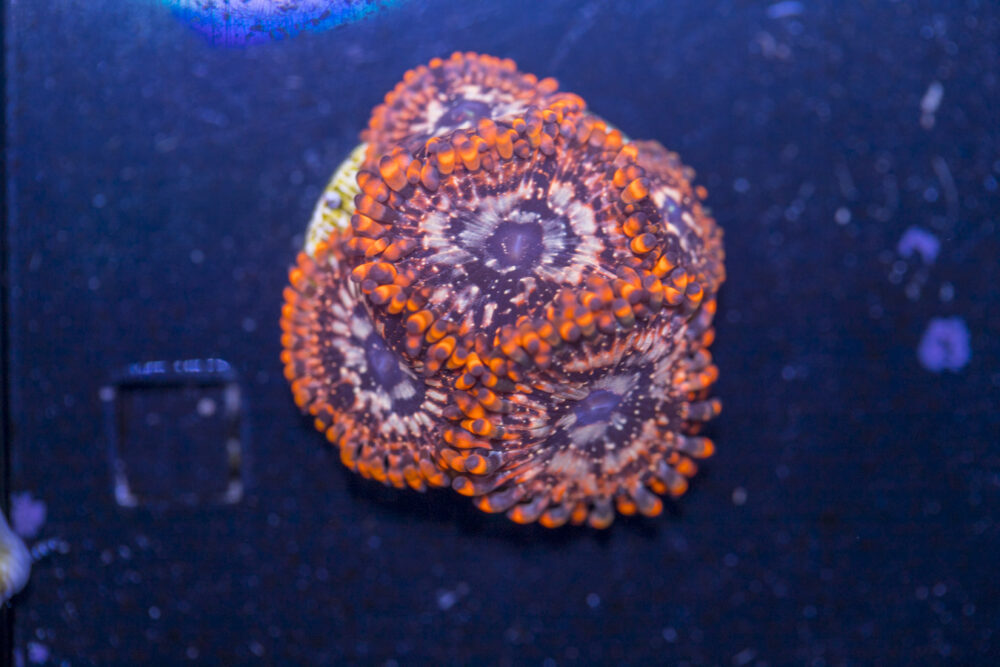 Zoanthids - Utter Chaos