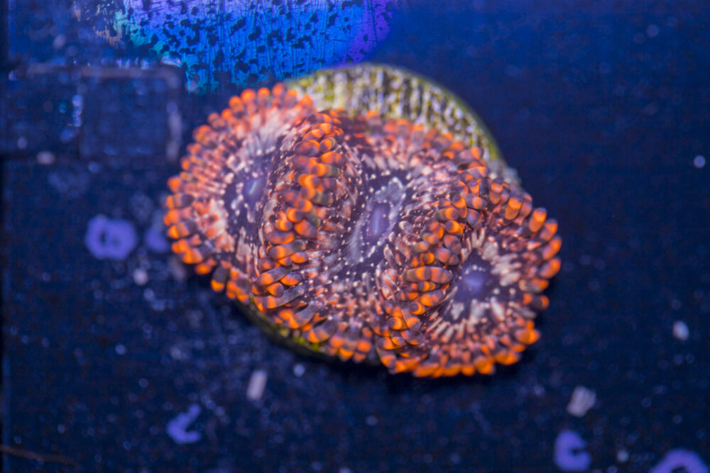 Zoanthids - Utter Chaos
