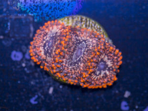 Zoanthids - Utter Chaos