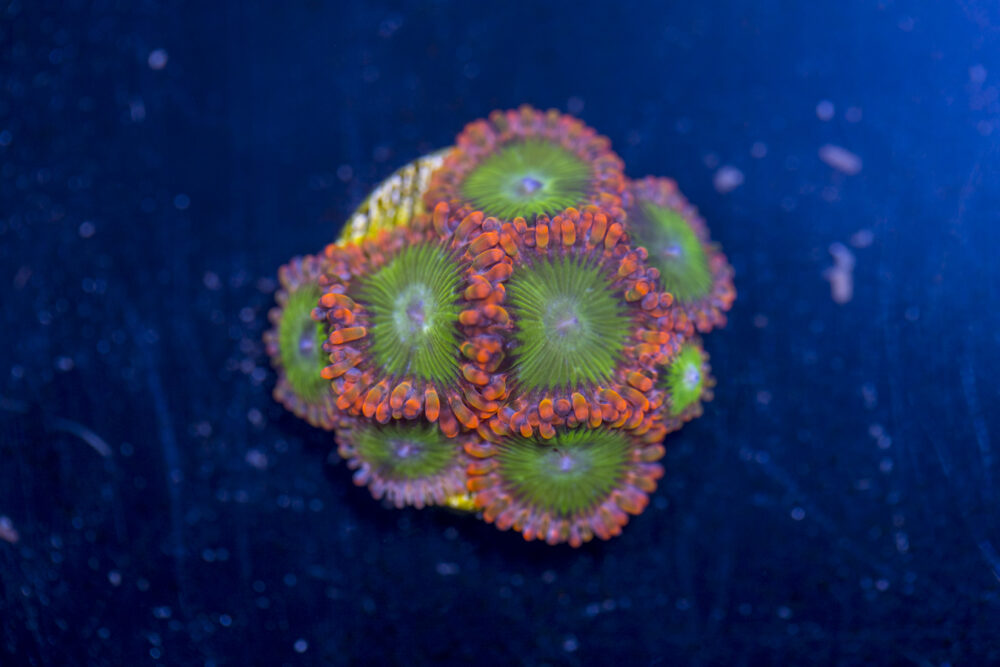 Zoanthids - Electric Oompa Loompa