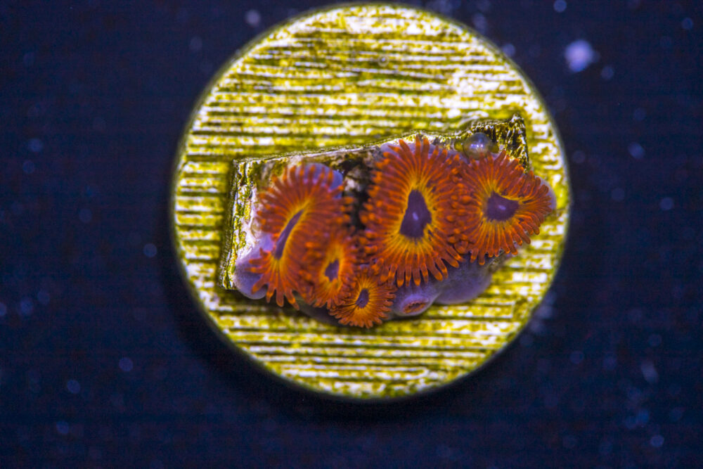 Zoanthids - Diabolique