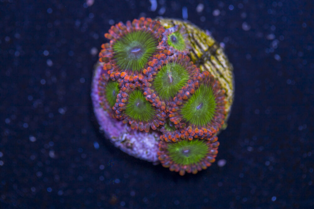 Zoanthids - Electric Oompa Loompa