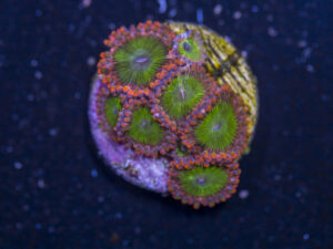 Zoanthids - Electric Oompa Loompa