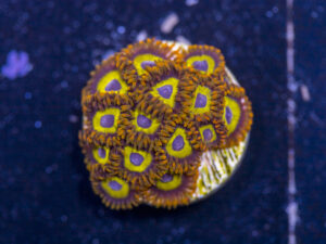 Zoanthids - Mandarin Orange
