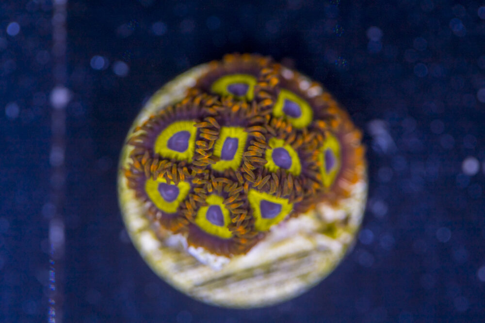 Zoanthids - Mandarin Orange