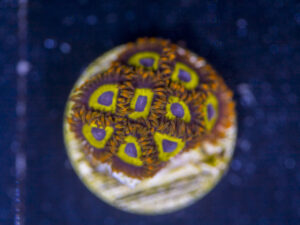 Zoanthids - Mandarin Orange