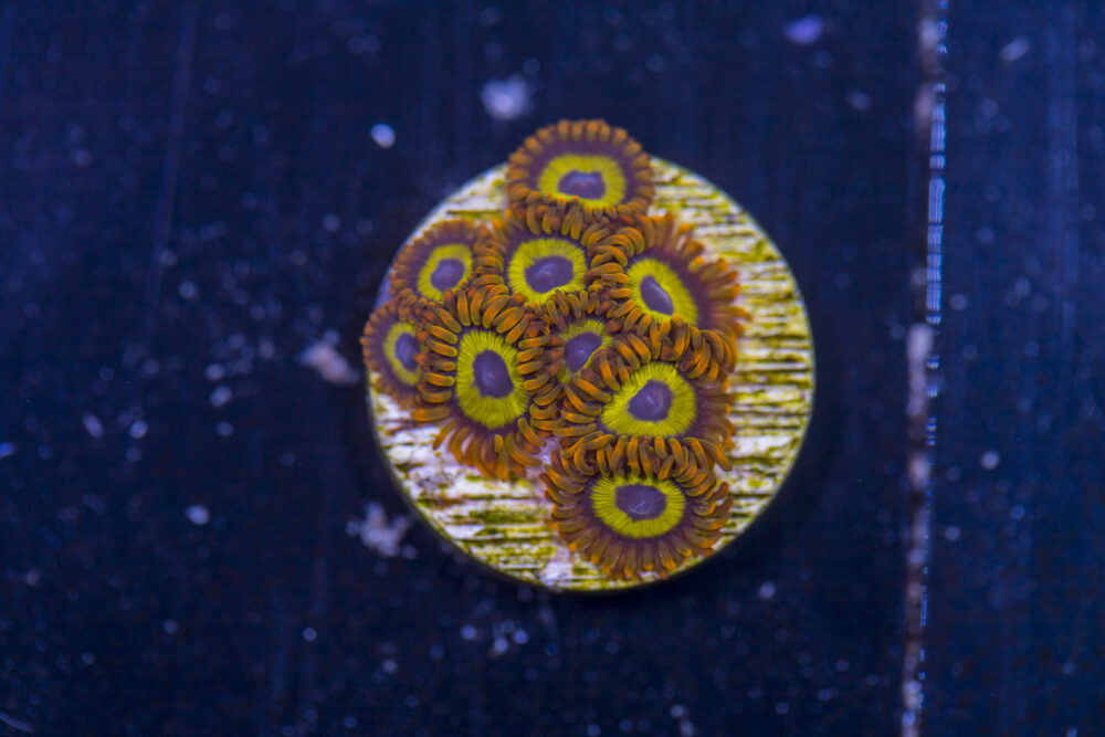 Zoanthids - Mandarin Orange