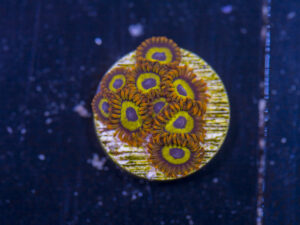 Zoanthids - Mandarin Orange