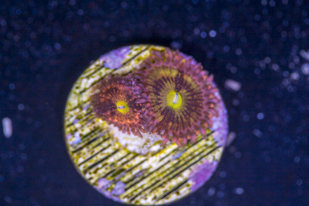 Zoanthids - Alien Antivenom