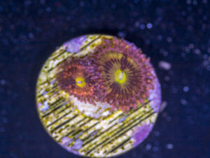Zoanthids - Alien Antivenom