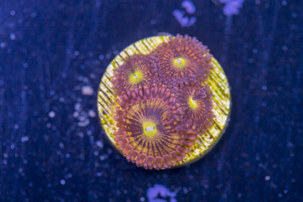 Zoanthids - Alien Antivenom