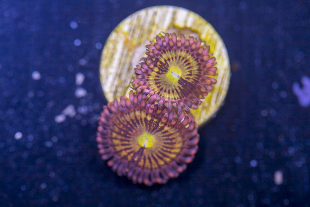Zoanthids - Alien Antivenom