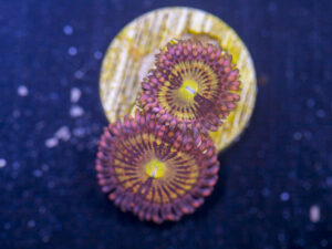Zoanthids - Alien Antivenom
