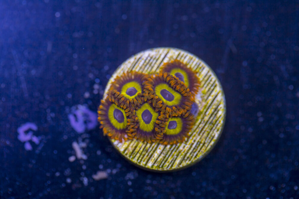 Zoanthids - Orange Mandarin