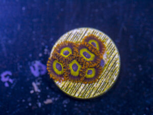 Zoanthids - Orange Mandarin