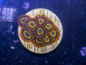 Zoanthids - Mandarin Orange