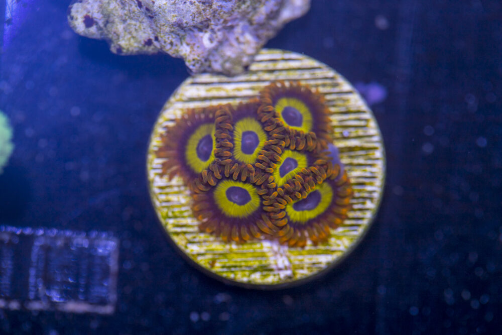 Zoanthids - Mandarin Orange