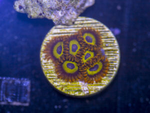 Zoanthids - Mandarin Orange