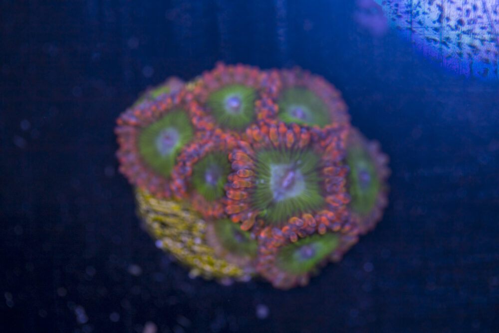 Zoanthids - Electric Oompa Loompa