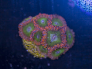 Zoanthids - Electric Oompa Loompa