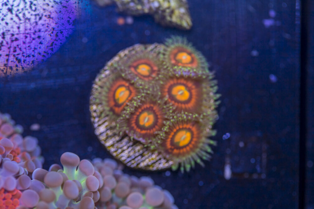 Zoanthids - Rainbow Incinerator