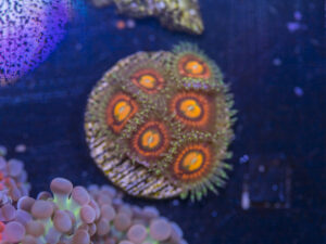 Zoanthids - Rainbow Incinerator