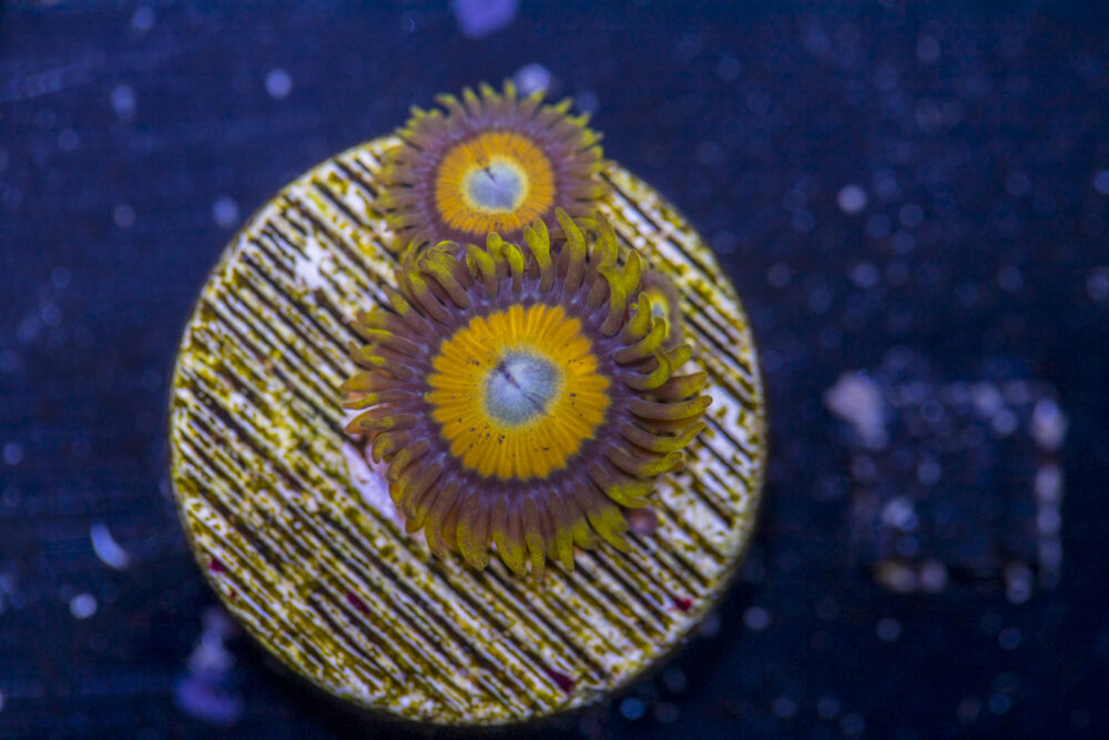 Zoanthids - BBEB