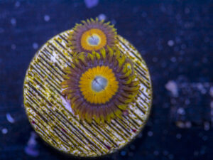 Zoanthids - BBEB