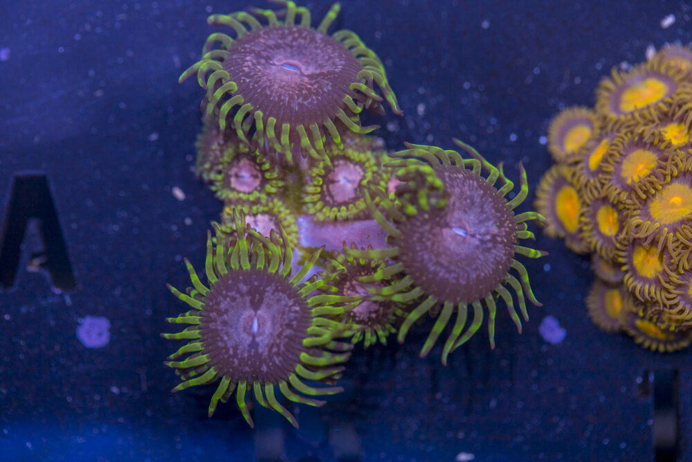 Zoanthids - Purple Monster