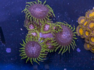 Zoanthids - Purple Monster
